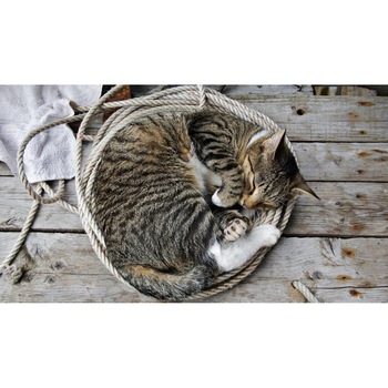 Tablou canvas 90x50 cm, Pisici model 132 Tablou canvas 90x50 cm, Pisici model 132