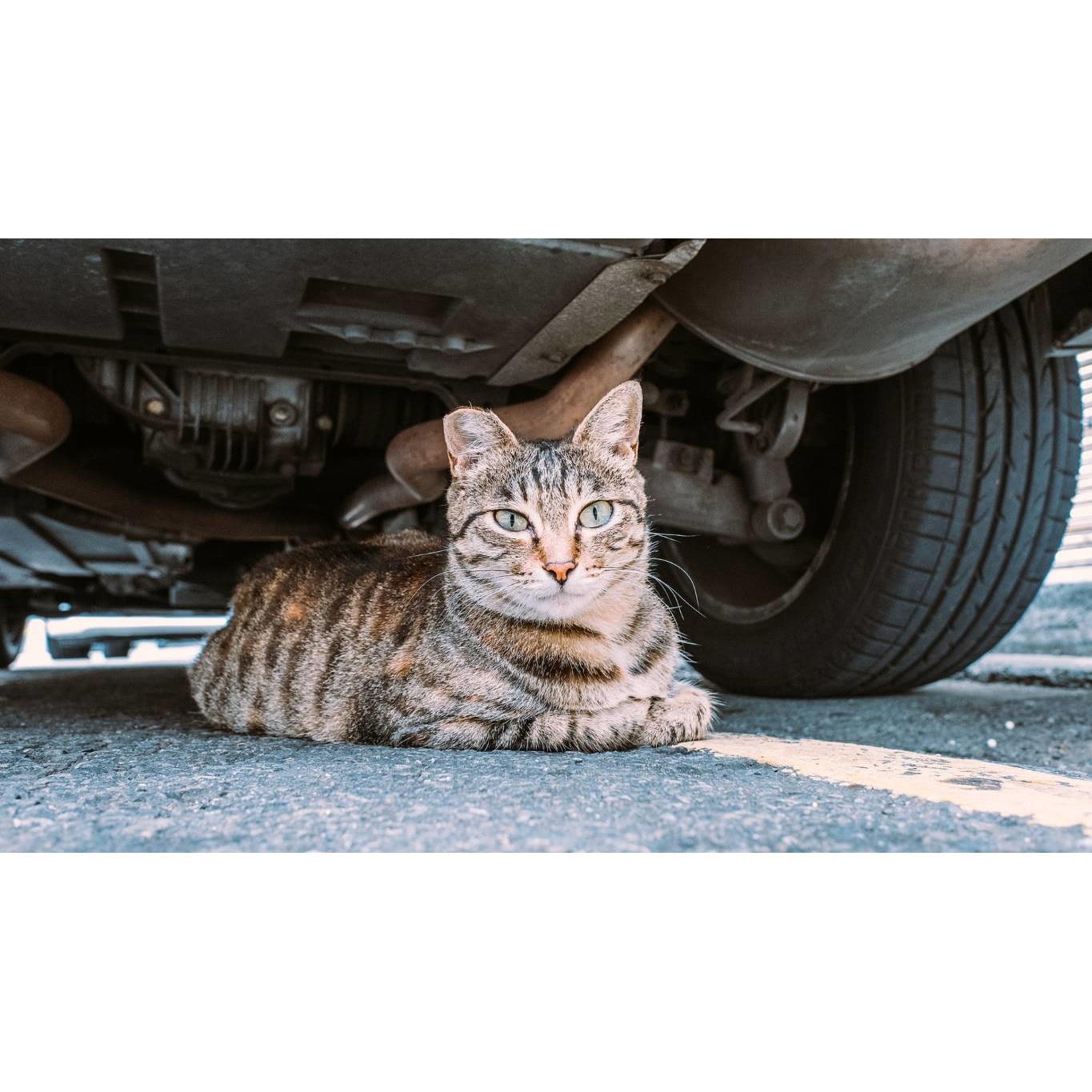 Tablou canvas 50x35 cm, Pisici model 150