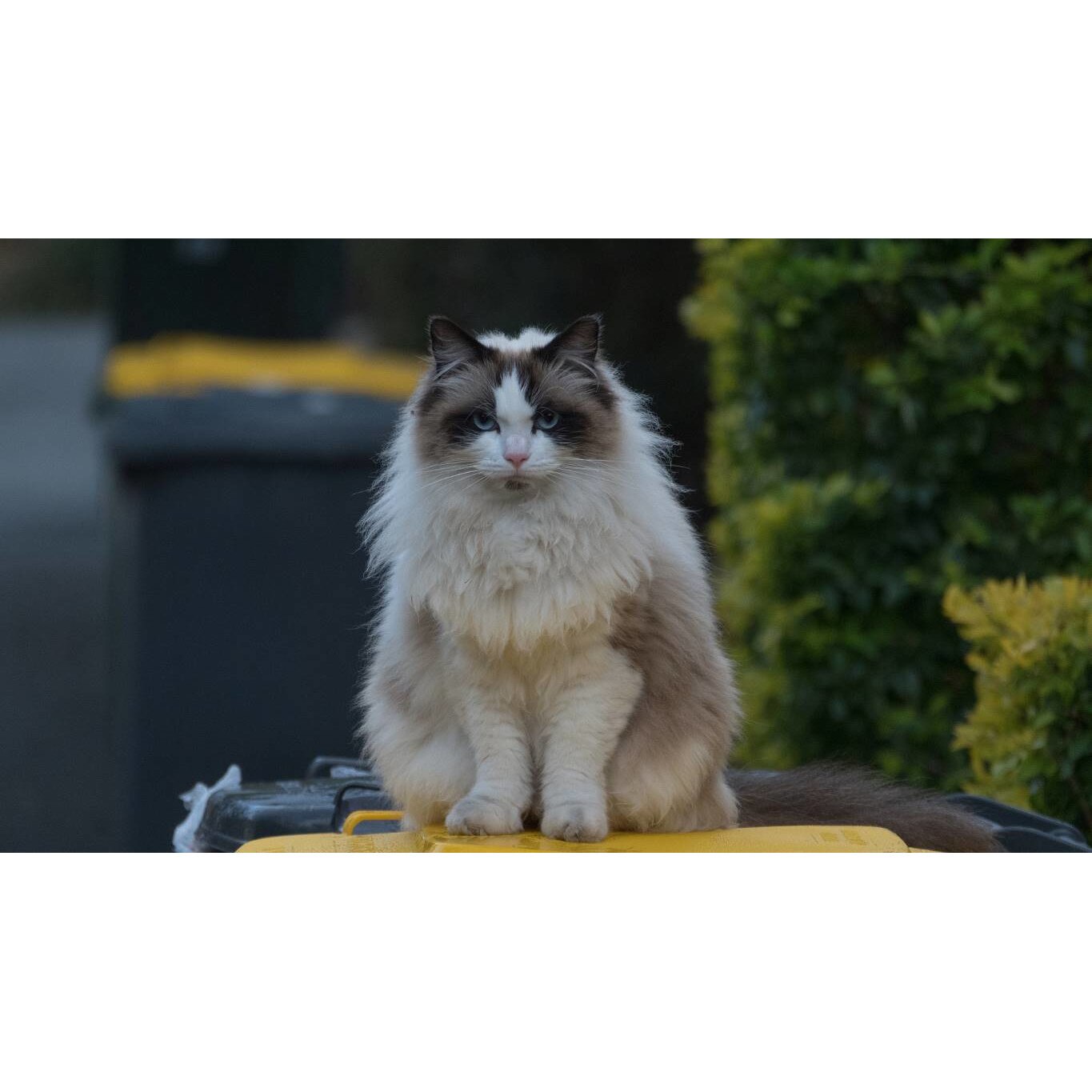 Tablou canvas 75x50 cm, Pisici model 161