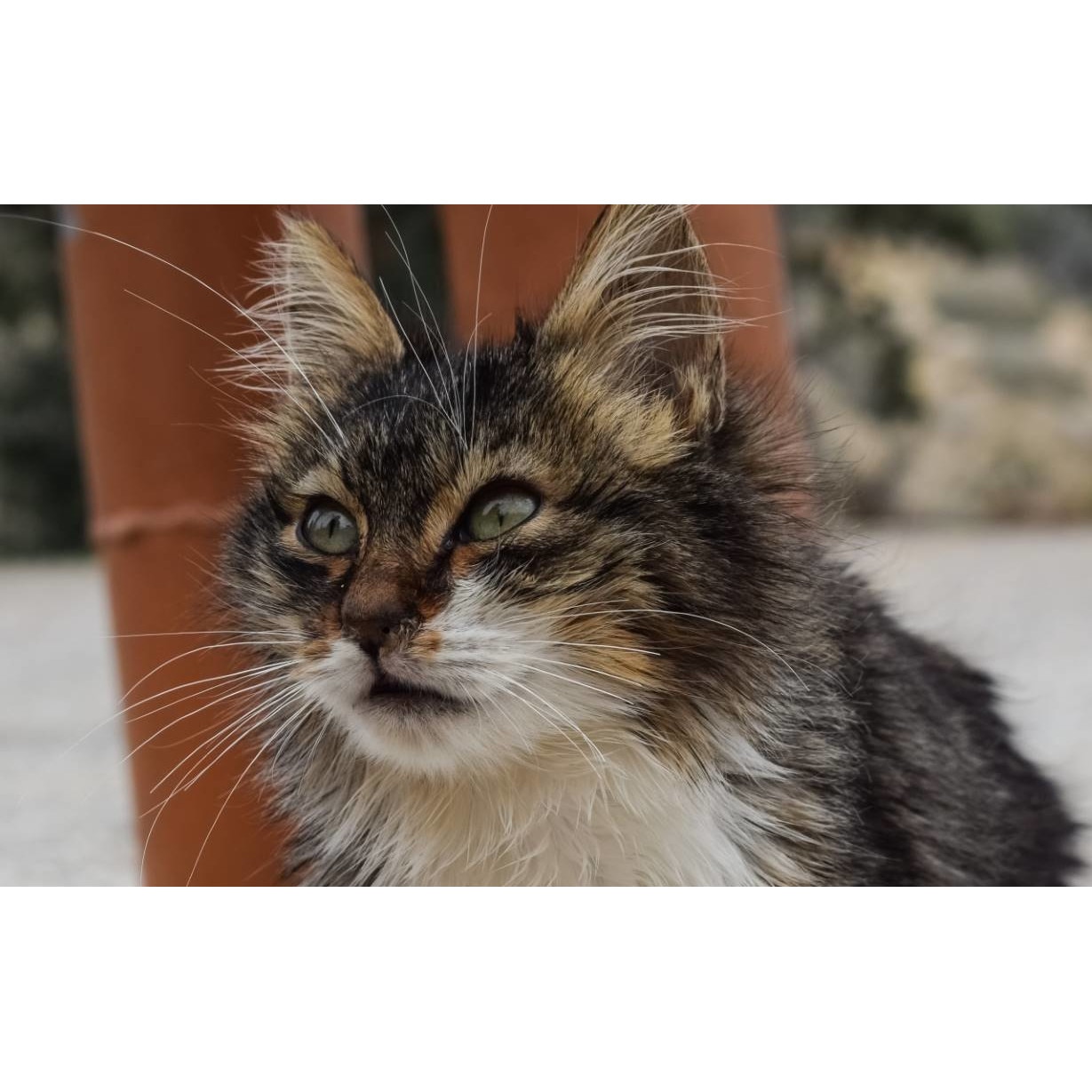 Tablou canvas 50x35 cm, Pisici model 118