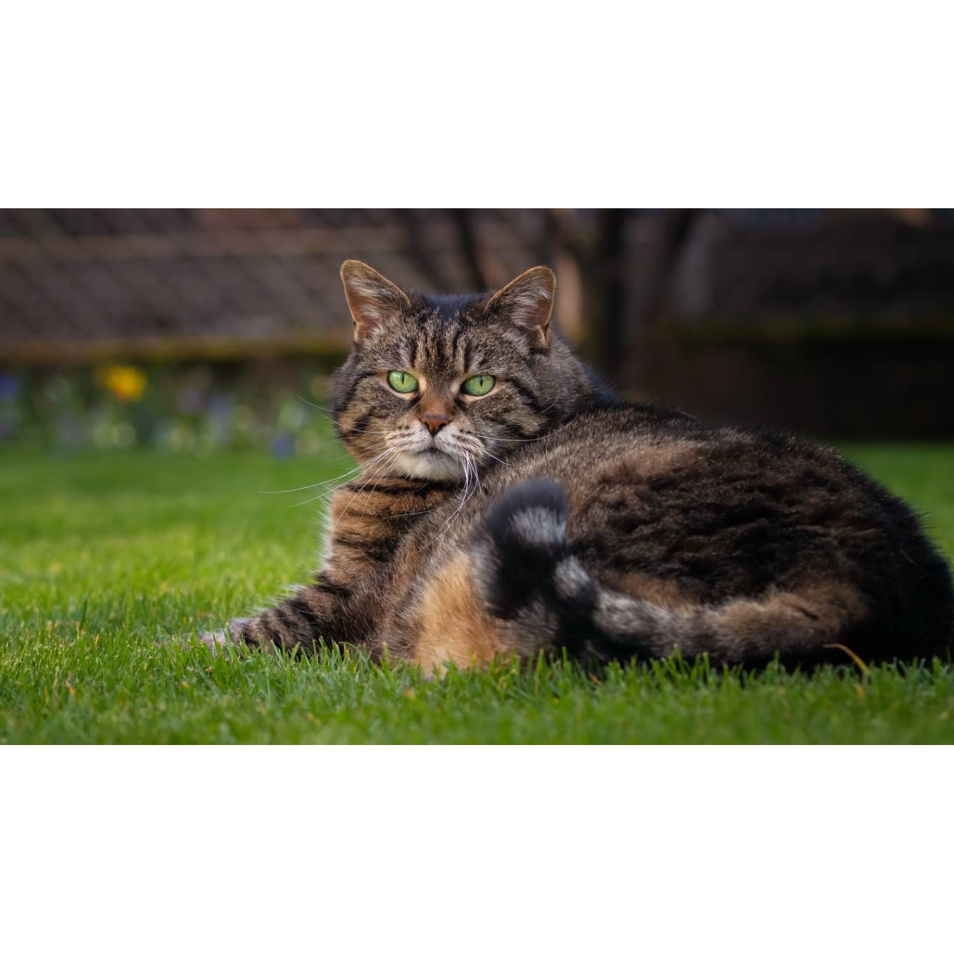 Tablou canvas 75x50 cm, Pisici model 148