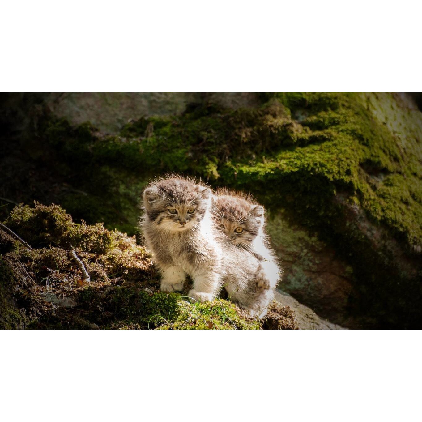 Tablou canvas 75x50 cm, Pisici model 165