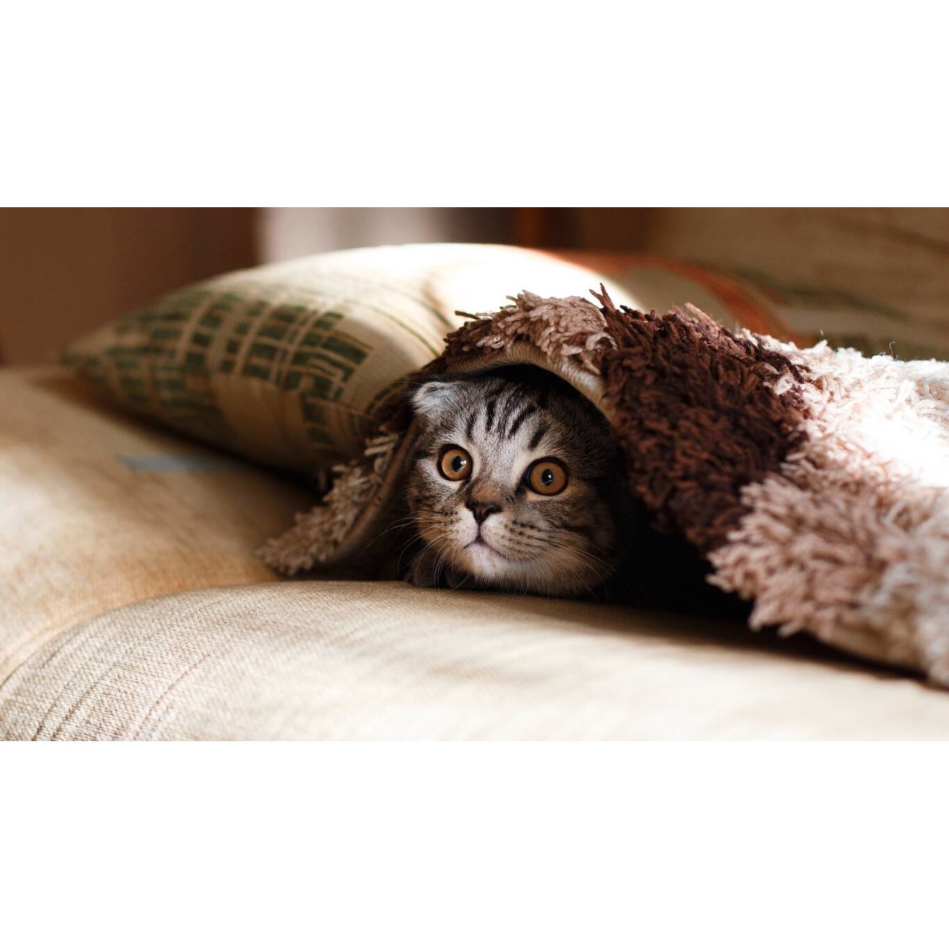 Tablou canvas 50x35 cm, Pisici model 159