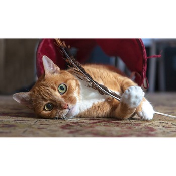 Tablou canvas 75x50 cm, Pisici model 185 Tablou canvas 75x50 cm, Pisici model 185