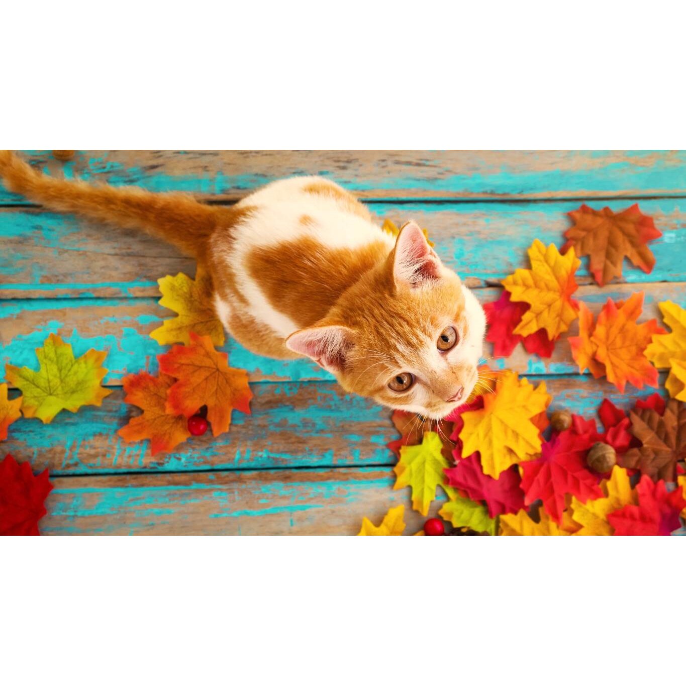 Tablou canvas 75x50 cm, Pisici model 168