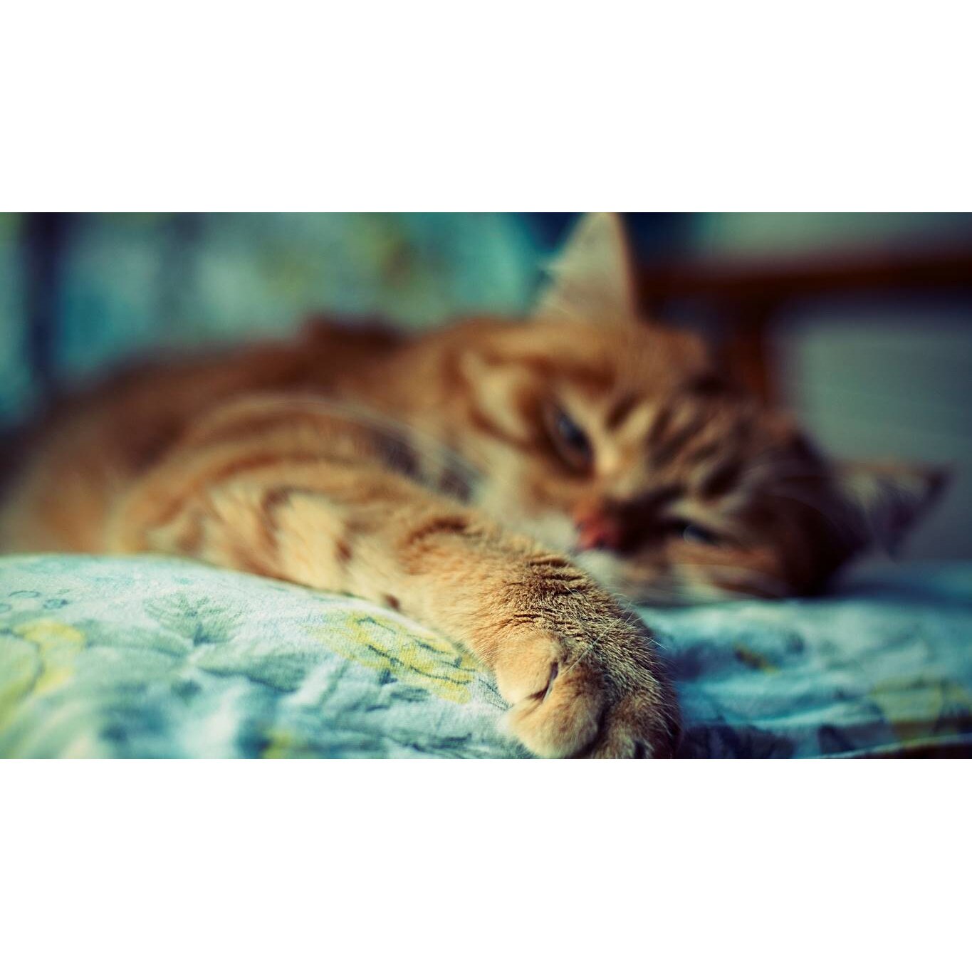 Tablou canvas 90x50 cm, Pisici model 178