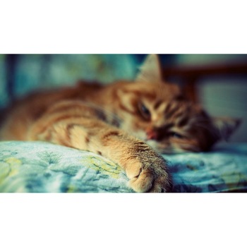 Tablou canvas 50x35 cm, Pisici model 178 Tablou canvas 50x35 cm, Pisici model 178