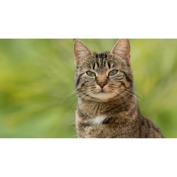Tablou canvas 75x50 cm, Pisici model 189 Tablou canvas 75x50 cm, Pisici model 189