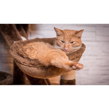 Tablou canvas 75x50 cm, Pisici model 176 Tablou canvas 75x50 cm, Pisici model 176