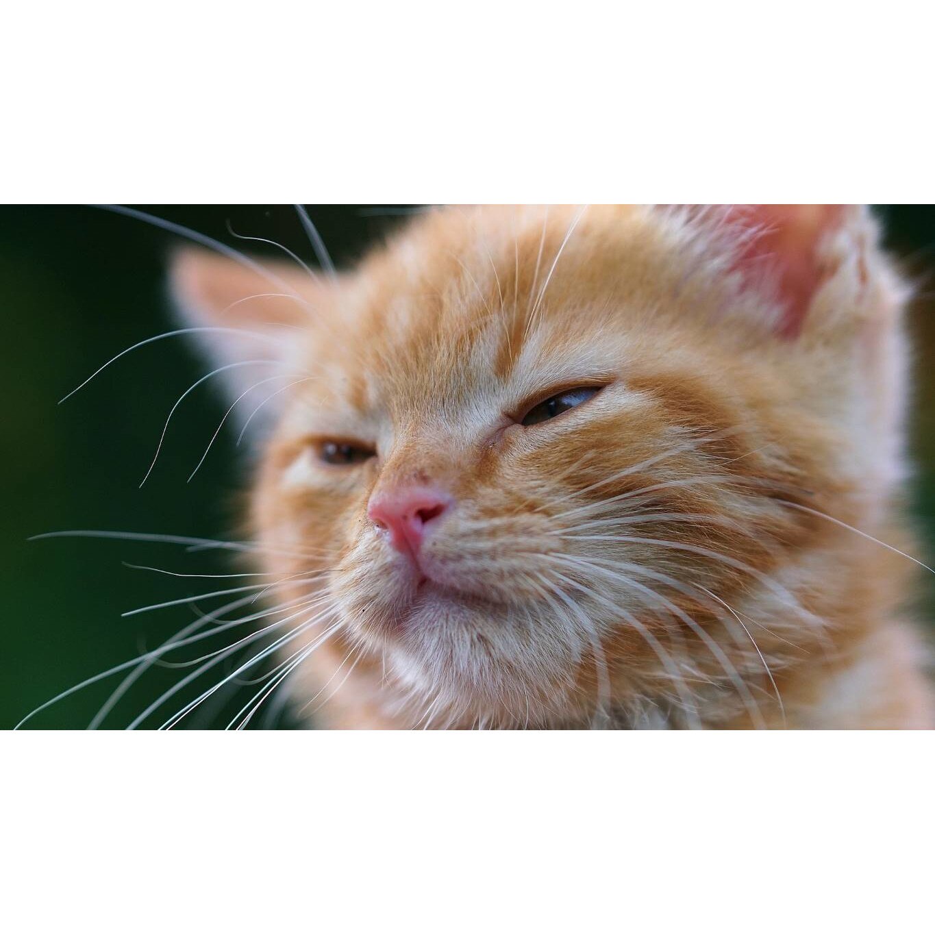 Tablou canvas 75x50 cm, Pisici model 174