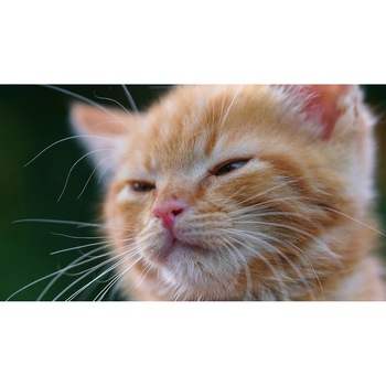 Tablou canvas 50x35 cm, Pisici model 174 Tablou canvas 50x35 cm, Pisici model 174