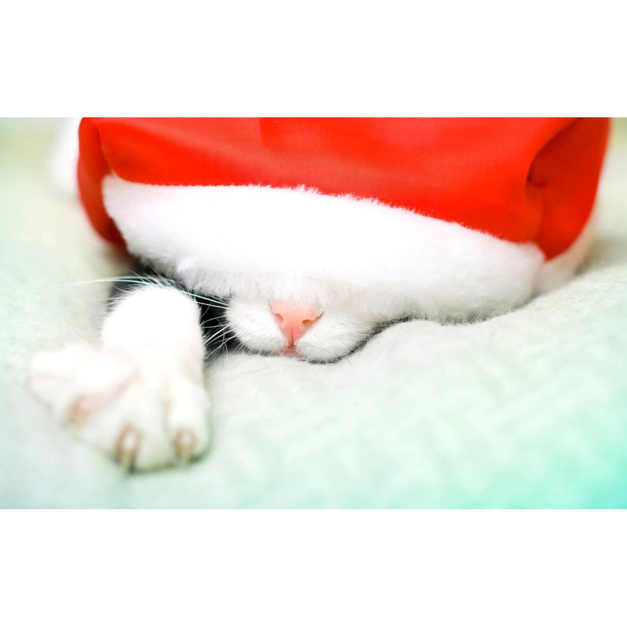 Tablou canvas 50x35 cm, Pisici model 155