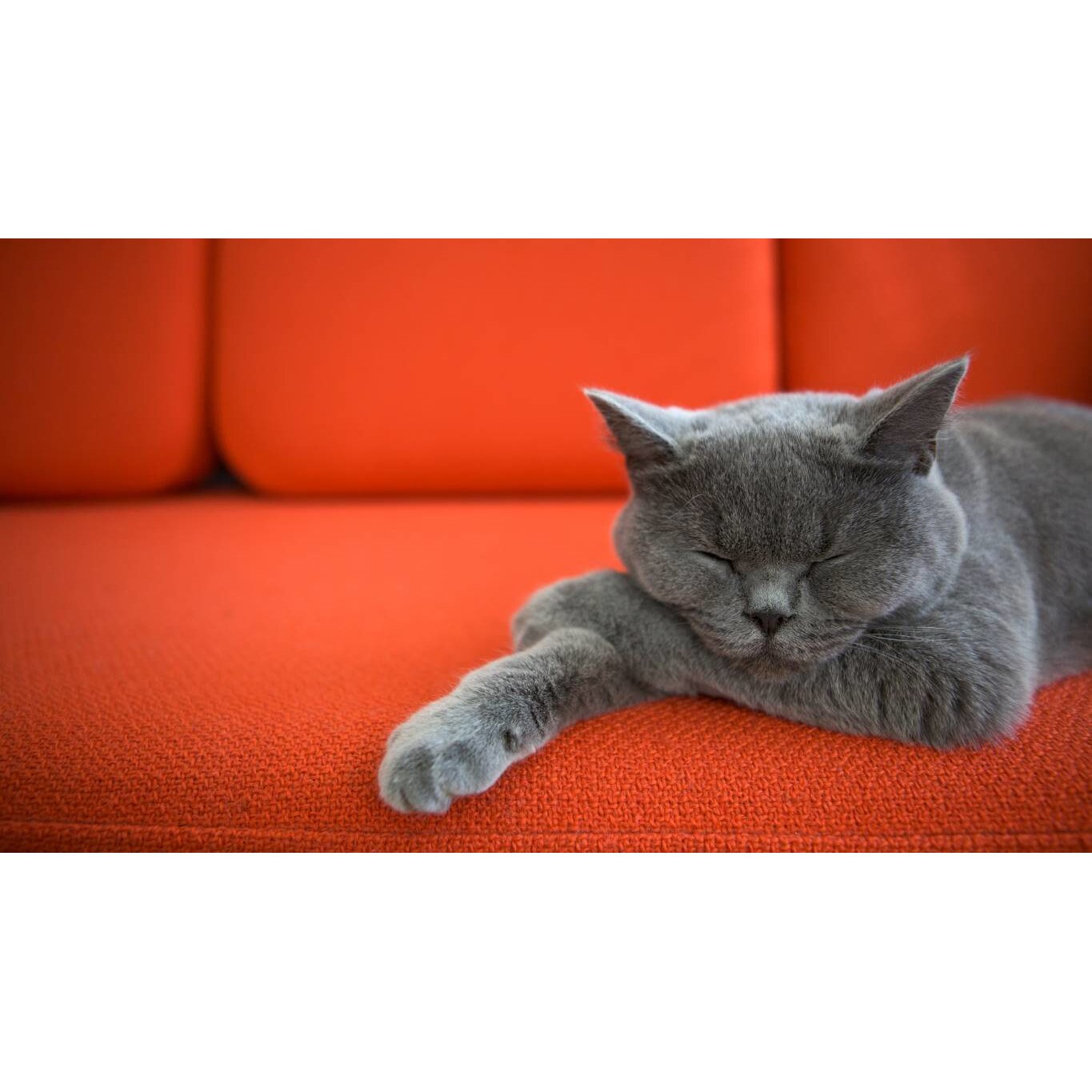 Tablou canvas 75x50 cm, Pisici model 192