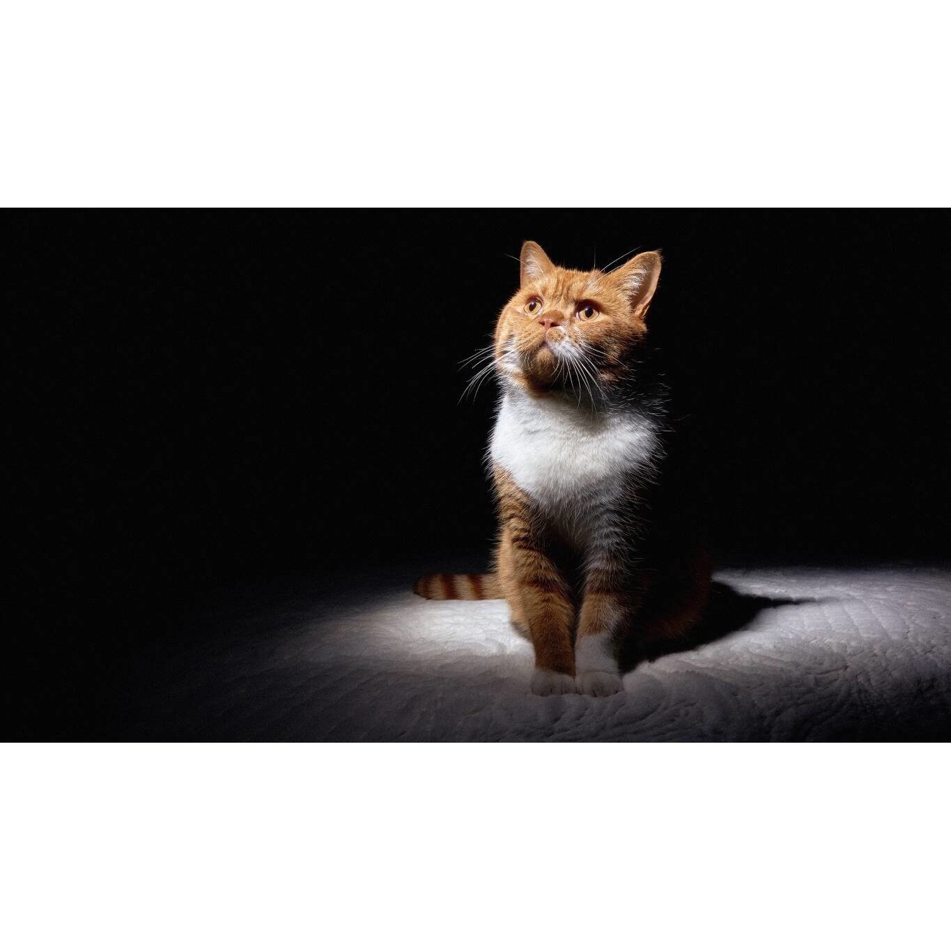 Tablou canvas 75x50 cm, Pisici model 195