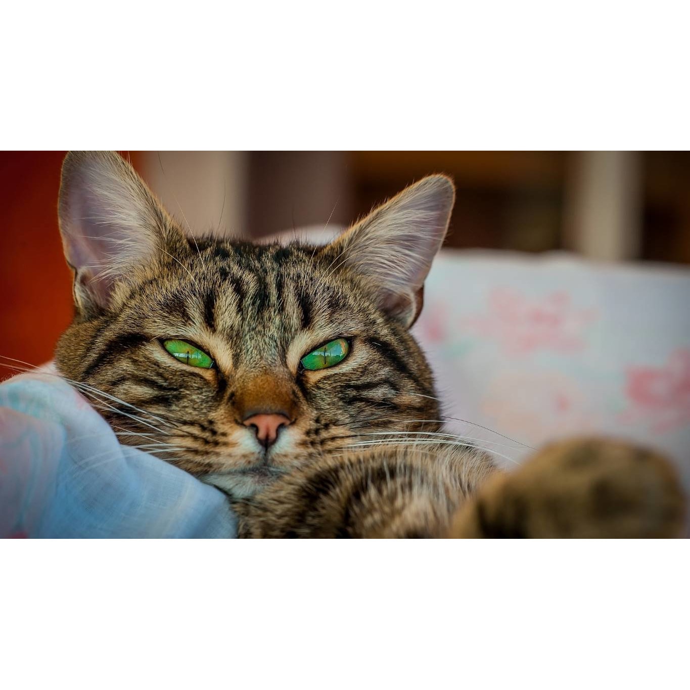 Tablou canvas 50x35 cm, Pisici model 184