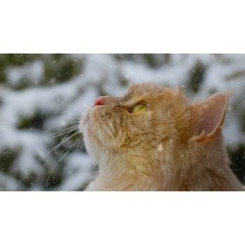 Tablou canvas 90x50 cm, Pisici model 200 Tablou canvas 90x50 cm, Pisici model 200