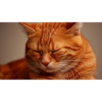 Tablou canvas 90x50 cm, Pisici model 181 Tablou canvas 90x50 cm, Pisici model 181