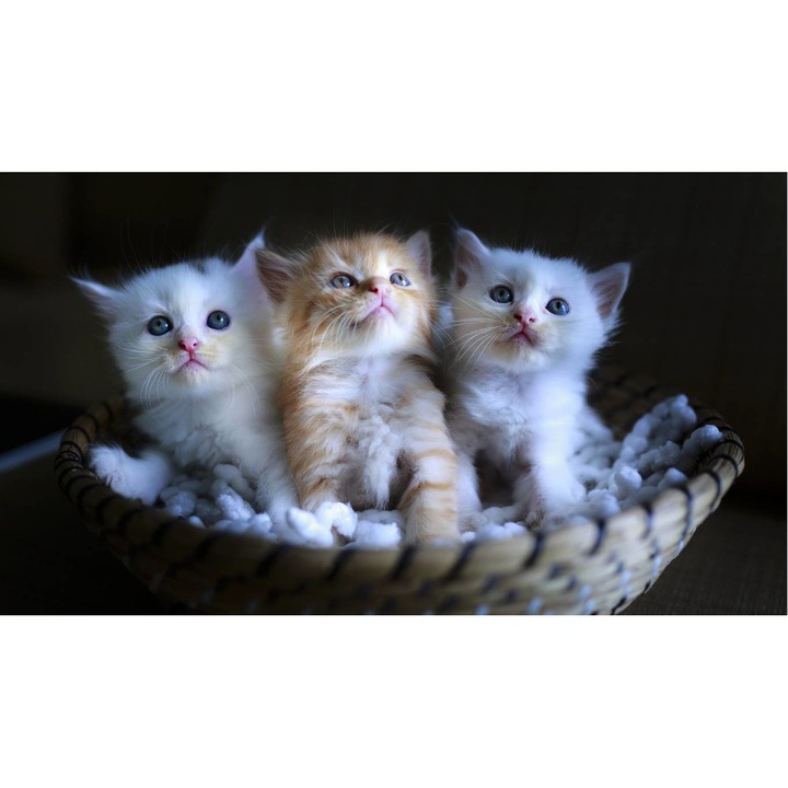 Картина на платно, Котки модел 198, 50х35 см