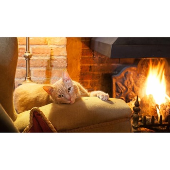 Tablou canvas 75x50 cm, Pisici model 182 Tablou canvas 75x50 cm, Pisici model 182