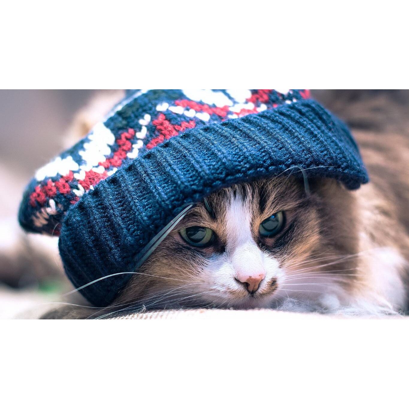 Tablou canvas 75x50 cm, Pisici model 205