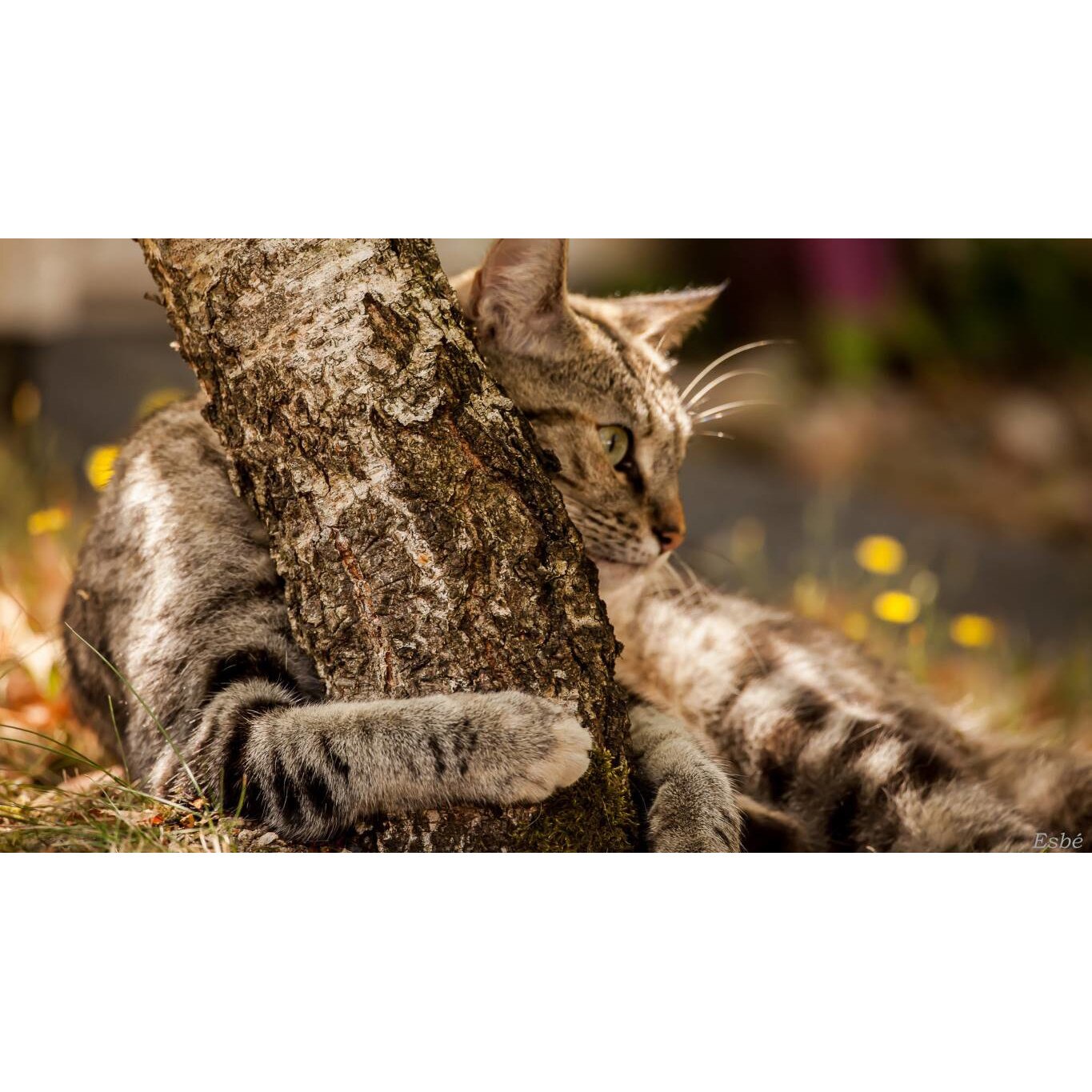 Tablou canvas 90x50 cm, Pisici model 199