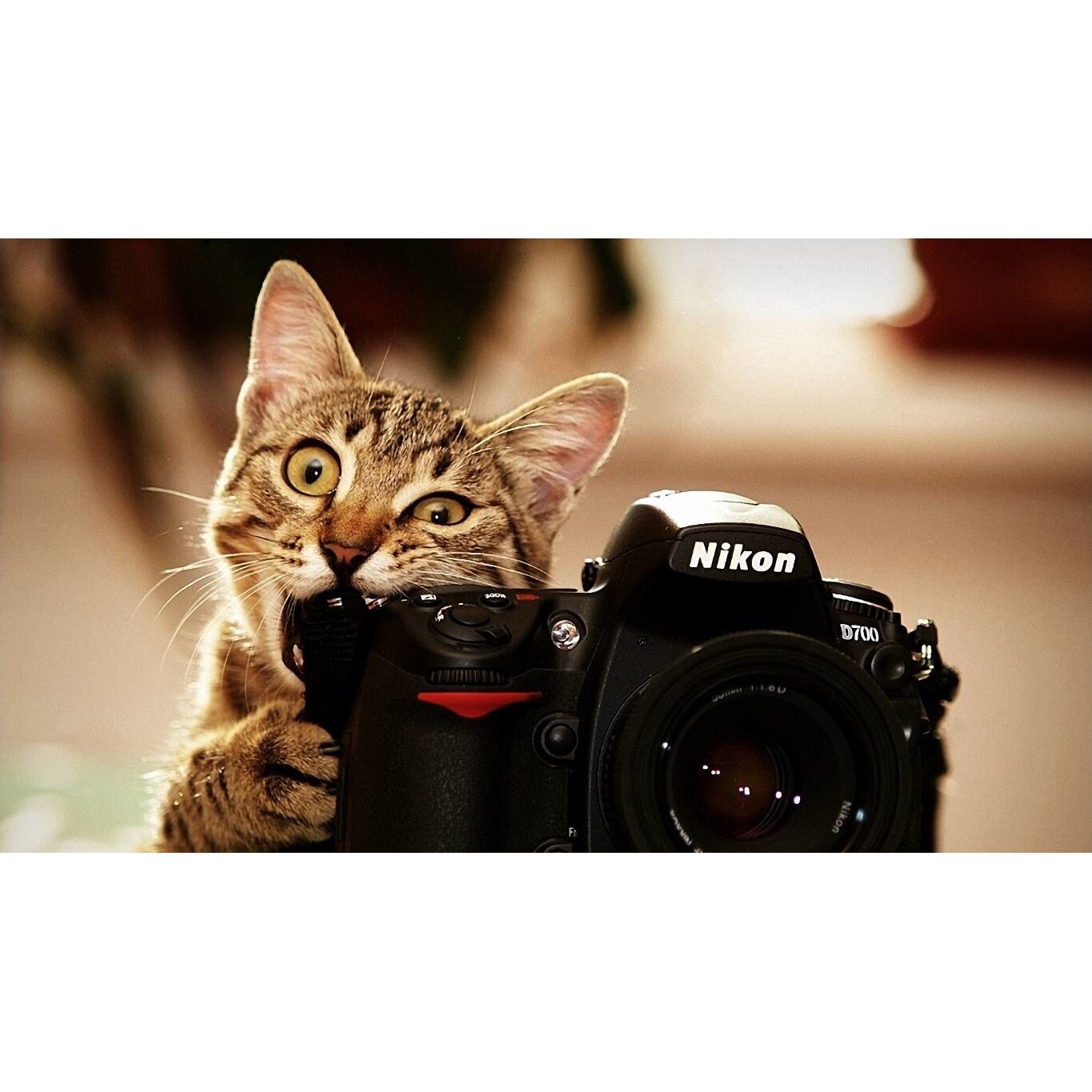 Tablou canvas 50x35 cm, Pisici model 207