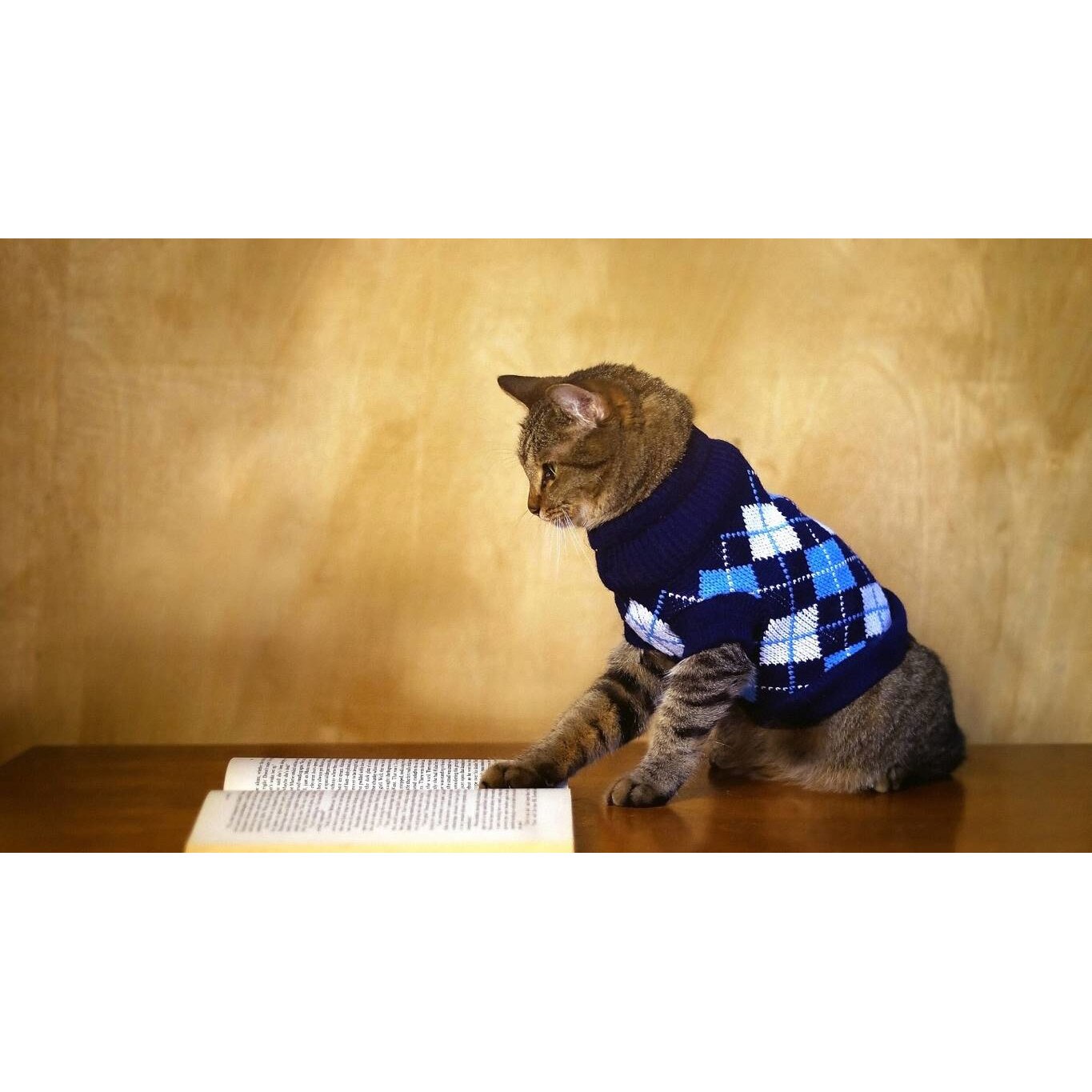 Tablou canvas 50x35 cm, Pisici model 196