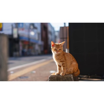 Tablou canvas 50x35 cm, Pisici model 188 Tablou canvas 50x35 cm, Pisici model 188