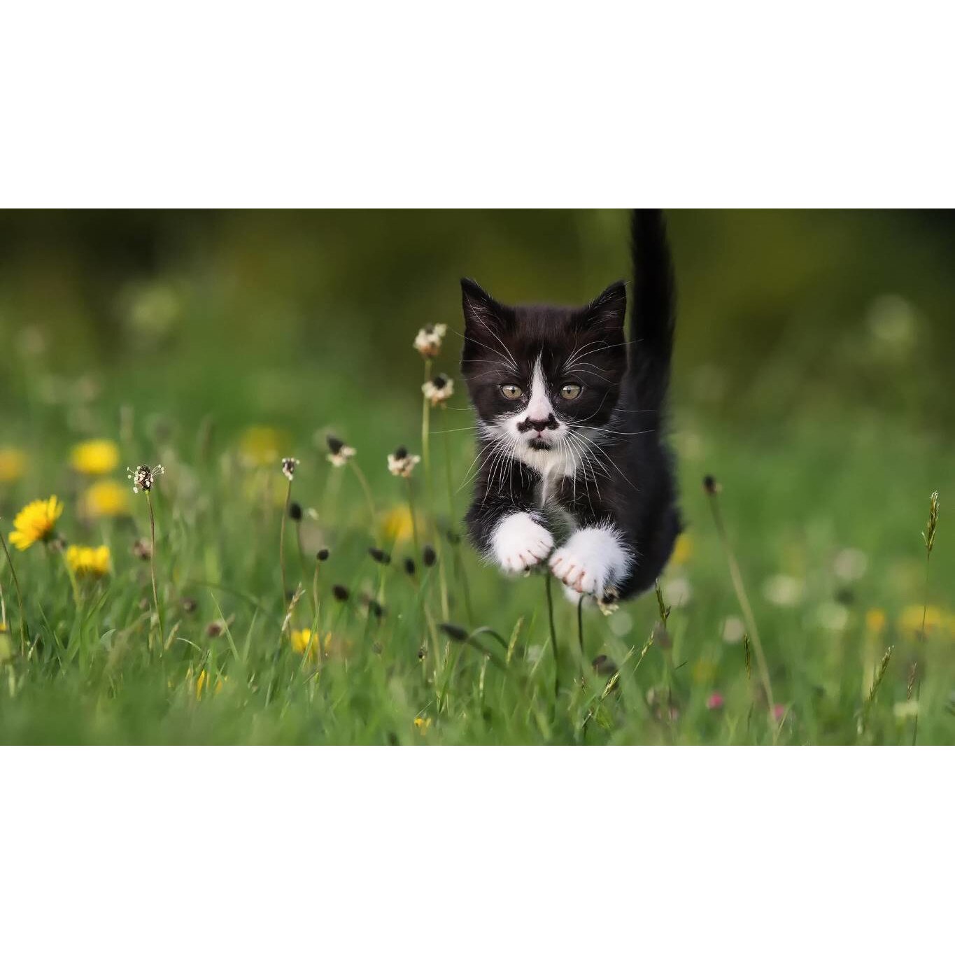 Tablou canvas 75x50 cm, Pisici model 204