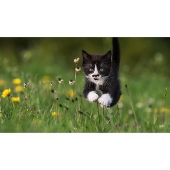 Tablou canvas 90x50 cm, Pisici model 204 Tablou canvas 90x50 cm, Pisici model 204