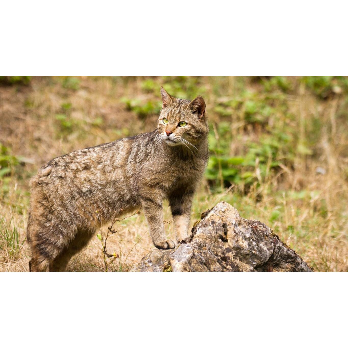 Tablou canvas 75x50 cm, Pisici model 186