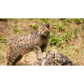 Tablou canvas 90x50 cm, Pisici model 186 Tablou canvas 90x50 cm, Pisici model 186