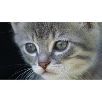Tablou canvas 90x50 cm, Pisici model 201 Tablou canvas 90x50 cm, Pisici model 201
