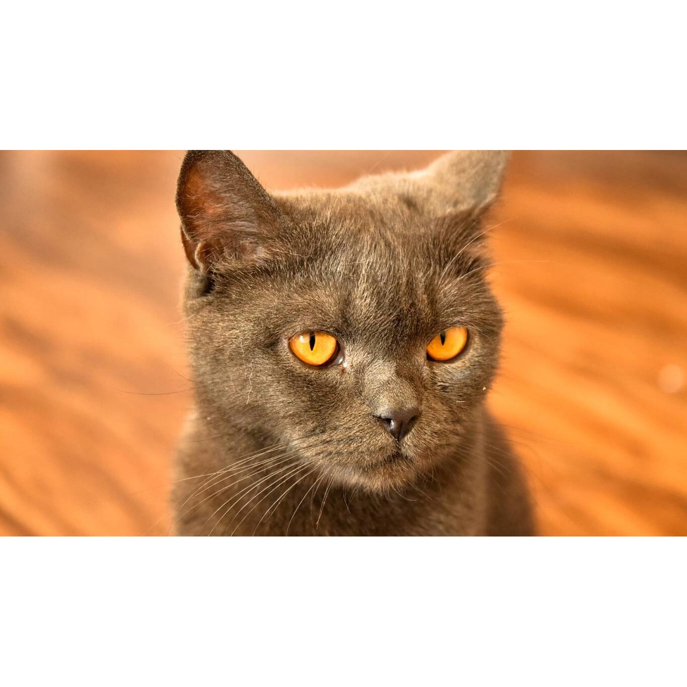 Tablou canvas 50x35 cm, Pisici model 194