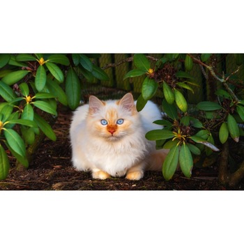 Tablou canvas 75x50 cm, Pisici model 208 Tablou canvas 75x50 cm, Pisici model 208