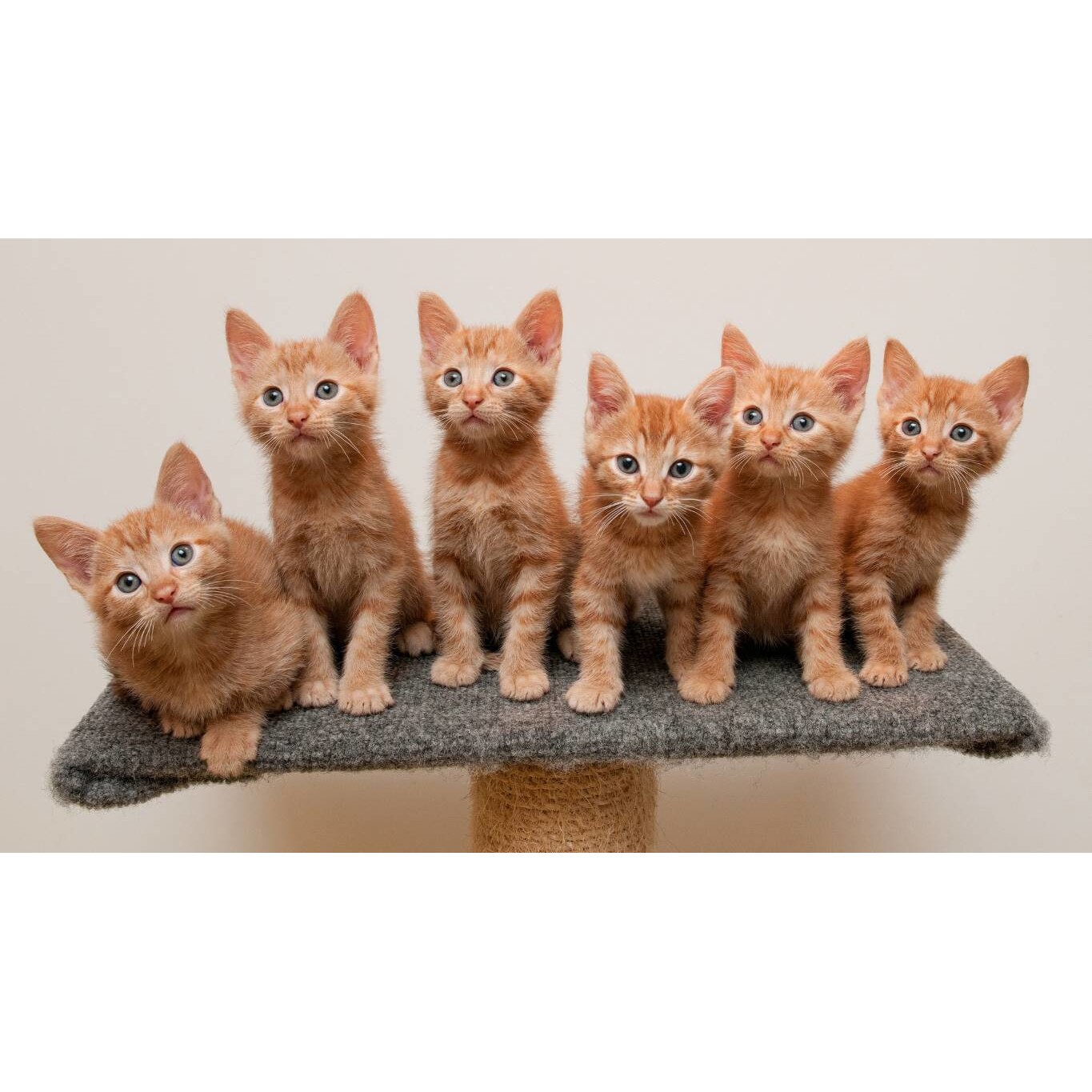 Tablou canvas 75x50 cm, Pisici model 179