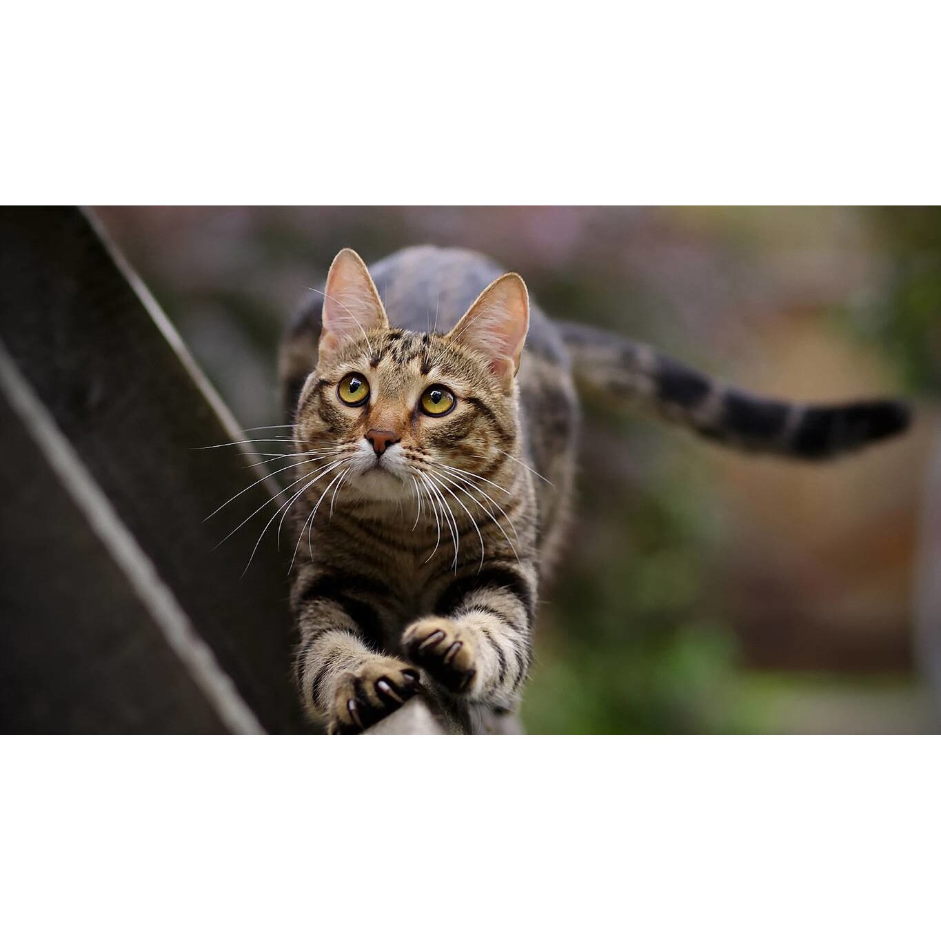 Tablou canvas 75x50 cm, Pisici model 210