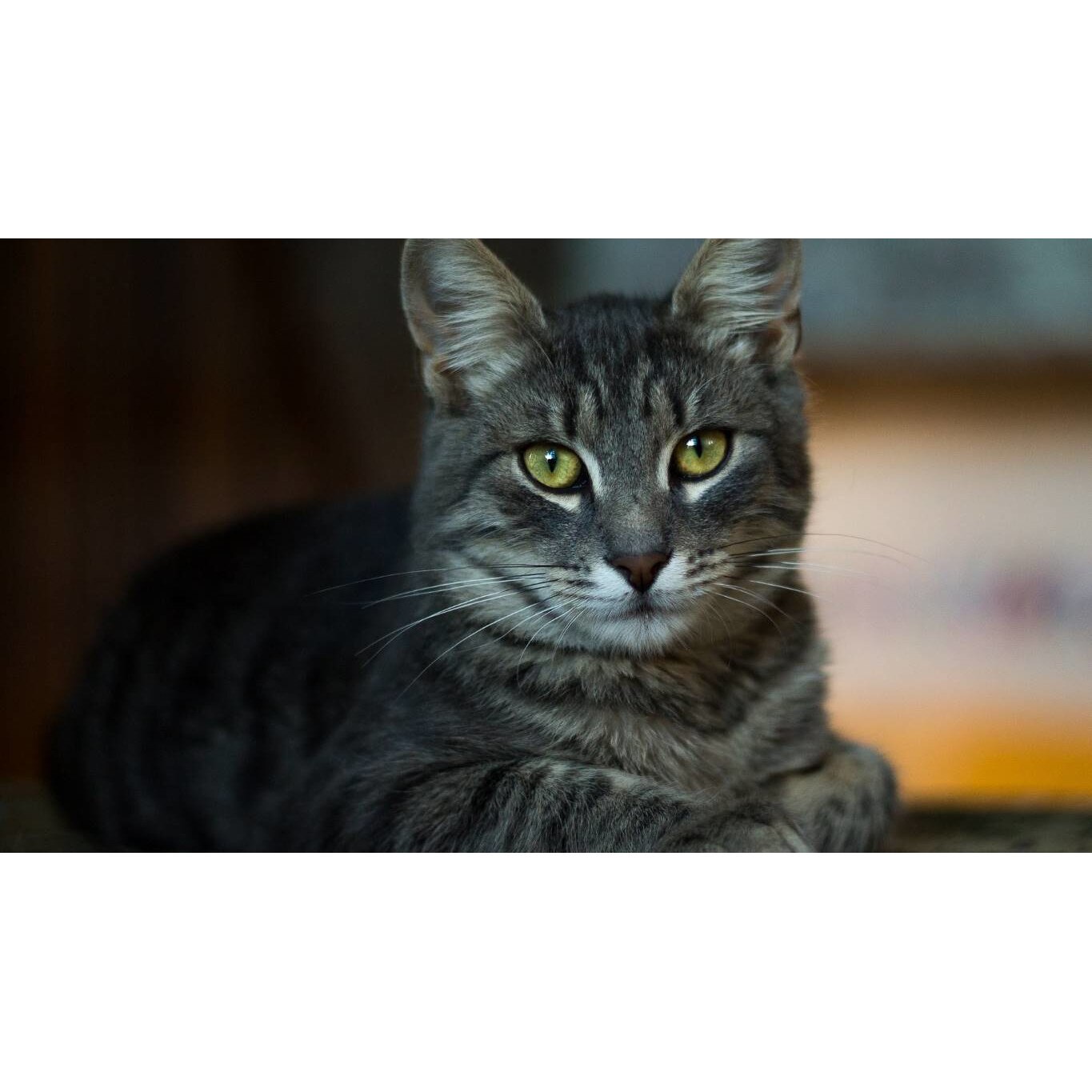 Tablou canvas 75x50 cm, Pisici model 214