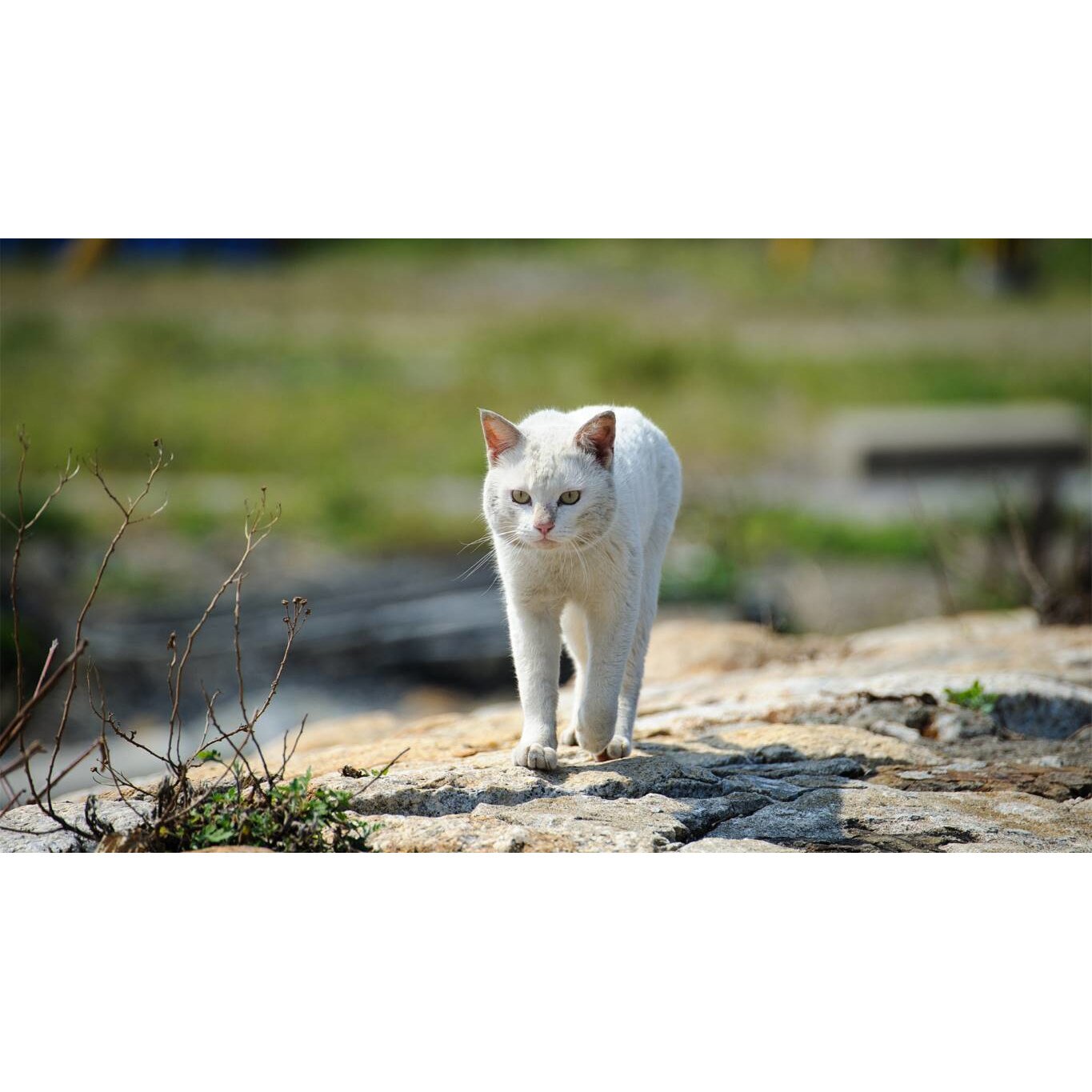 Tablou canvas 50x35 cm, Pisici model 191