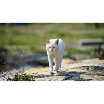 Tablou canvas 90x50 cm, Pisici model 191 Tablou canvas 90x50 cm, Pisici model 191