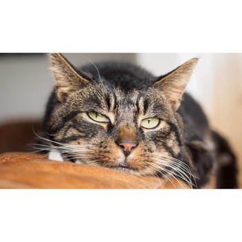 Tablou canvas 50x35 cm, Pisici model 215 Tablou canvas 50x35 cm, Pisici model 215