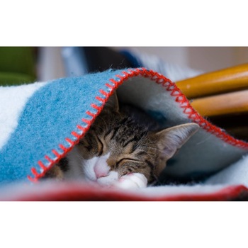 Tablou canvas 90x50 cm, Pisici model 219 Tablou canvas 90x50 cm, Pisici model 219