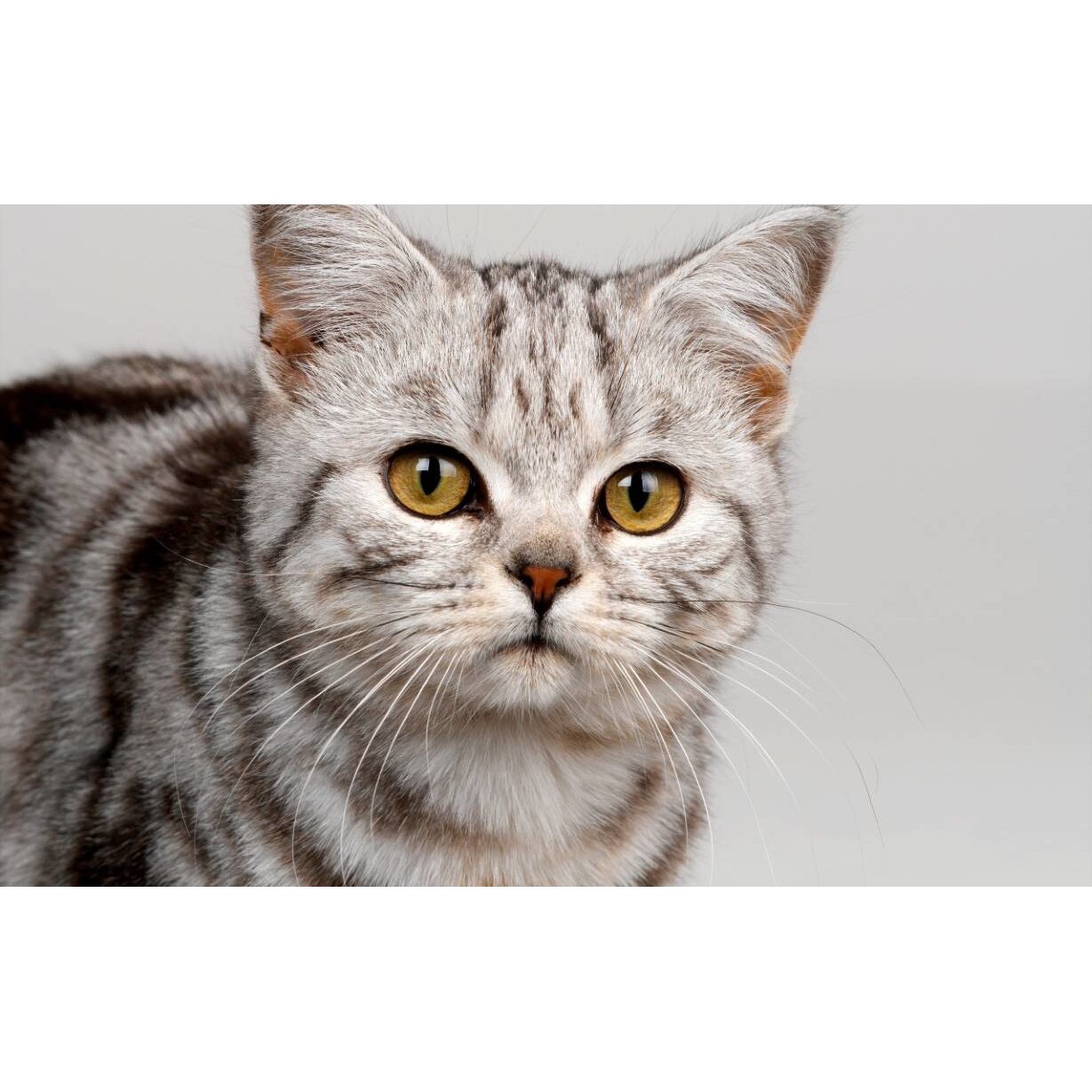 Tablou canvas 75x50 cm, Pisici model 222