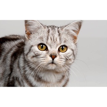 Tablou canvas 75x50 cm, Pisici model 222 Tablou canvas 75x50 cm, Pisici model 222