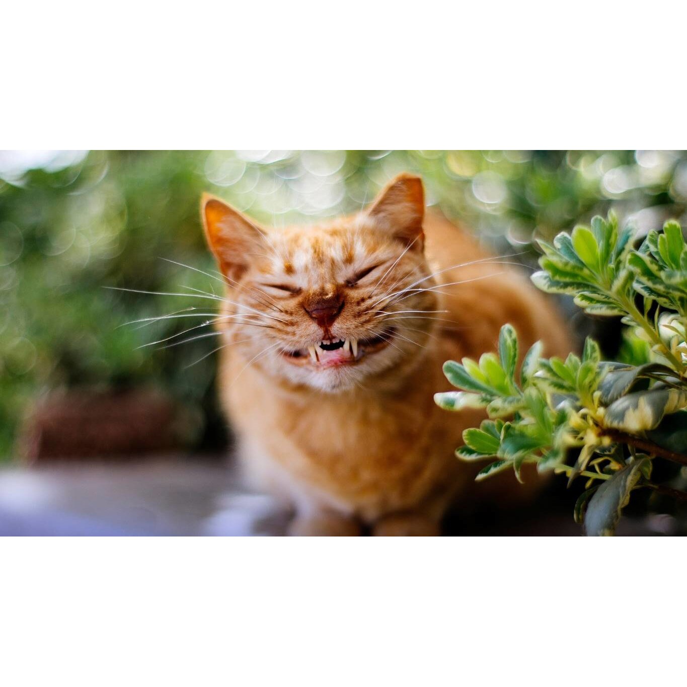 Tablou canvas 50x35 cm, Pisici model 213