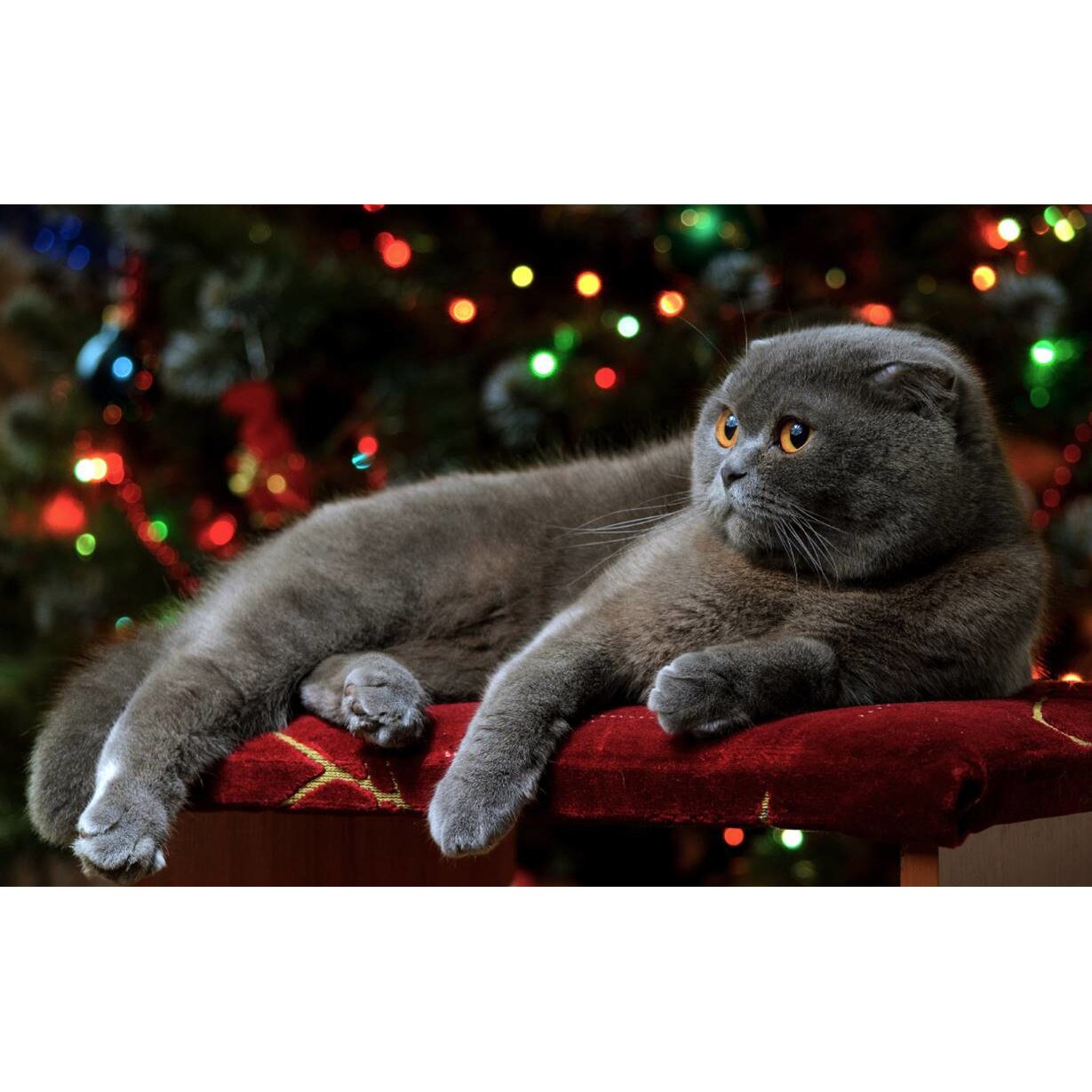 Tablou canvas 50x35 cm, Pisici model 228