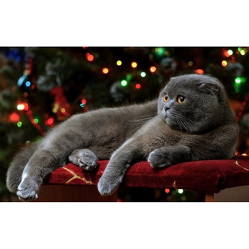 Tablou canvas 50x35 cm, Pisici model 228 Tablou canvas 50x35 cm, Pisici model 228