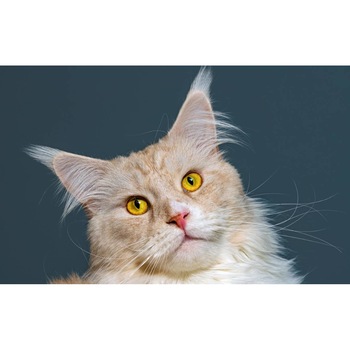 Tablou canvas 90x50 cm, Pisici model 211 Tablou canvas 90x50 cm, Pisici model 211