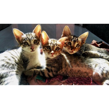 Tablou canvas 90x50 cm, Pisici model 202 Tablou canvas 90x50 cm, Pisici model 202