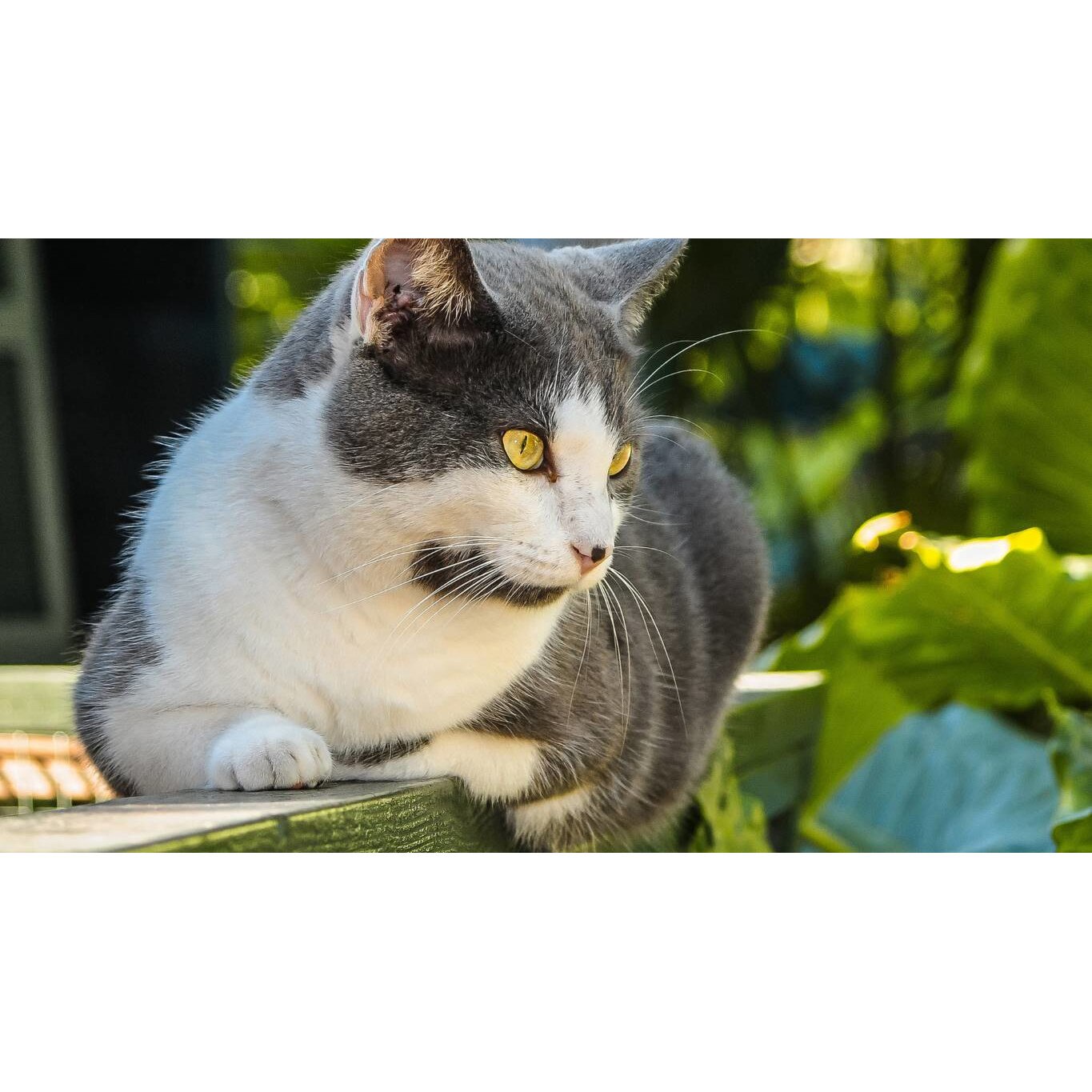 Tablou canvas 75x50 cm, Pisici model 229